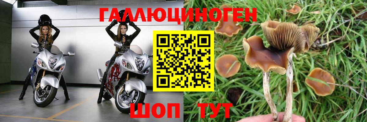 Псилоцибиновые грибы Cubensis  Верхняя Салда  Псилоцибиновые грибы Cubensis 